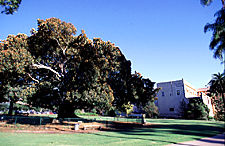 Moreton Bay Fig on north side of Museum. Photo: D. Clark