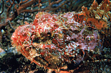 photo of head of a bloody frogfish, from Ocean Oasis © 2000 CinemaCorp of the Californias