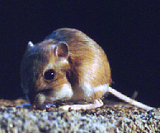 Foto de rata canguro de Merriam -- Oasis Marino © 2000 CinemaCorp of the Californias