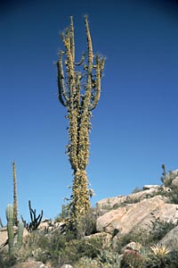 Foto de  Fouquieria columnaris (cirio), Reid Moran, © 2000 SDNHM