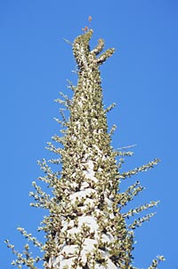 Close-up photo trunk of Fouquieria columnaris (Boojum Tree), Reid Moran, © 2000 SDNHM