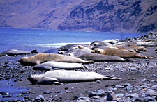 photo of elephant seals on Guadalupe Island by Jon Rebman