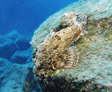 Foto de peces escorpión -- Oasis Marino, © 2000 CinemaCorp of the Californias