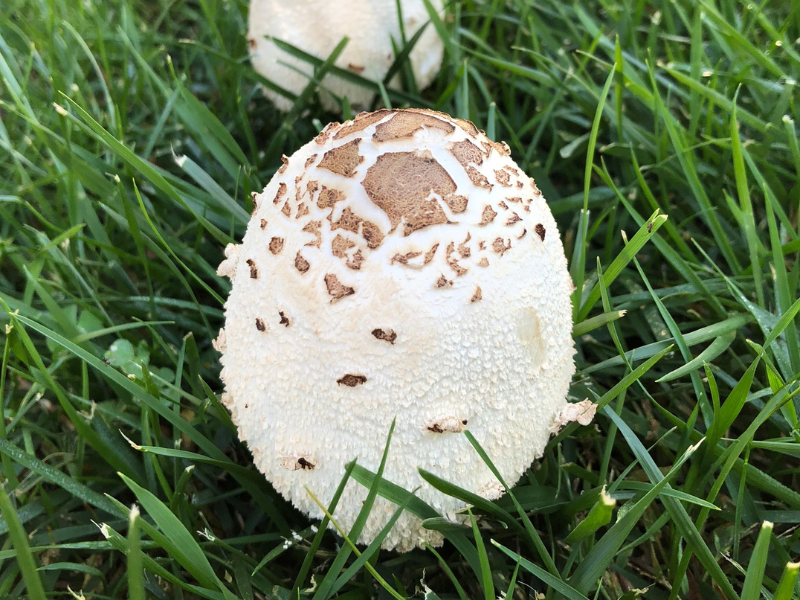 green-spored-parasol.png